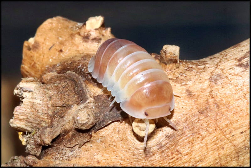 Cubaris spec. 'panda king pink'