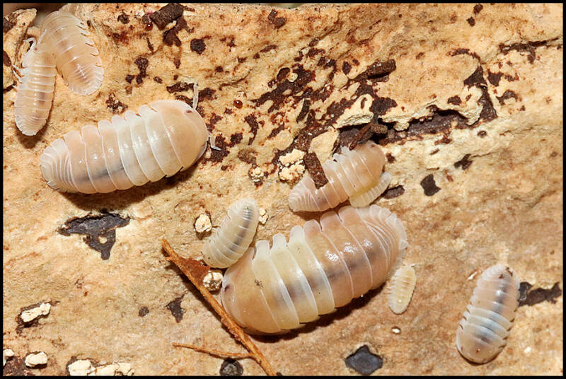 Cubaris spec. 'panda king pink'