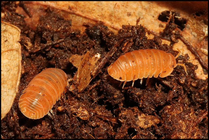 Cubaris murina 'mandarin'