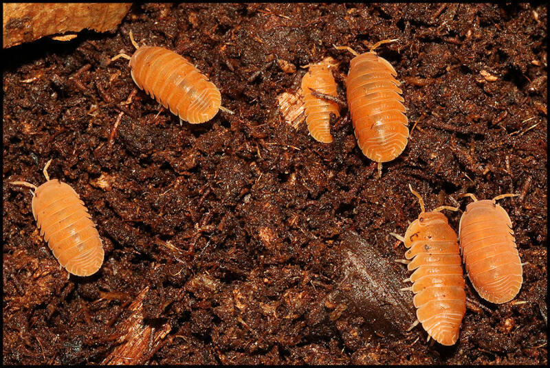 Cubaris murina 'mandarin'