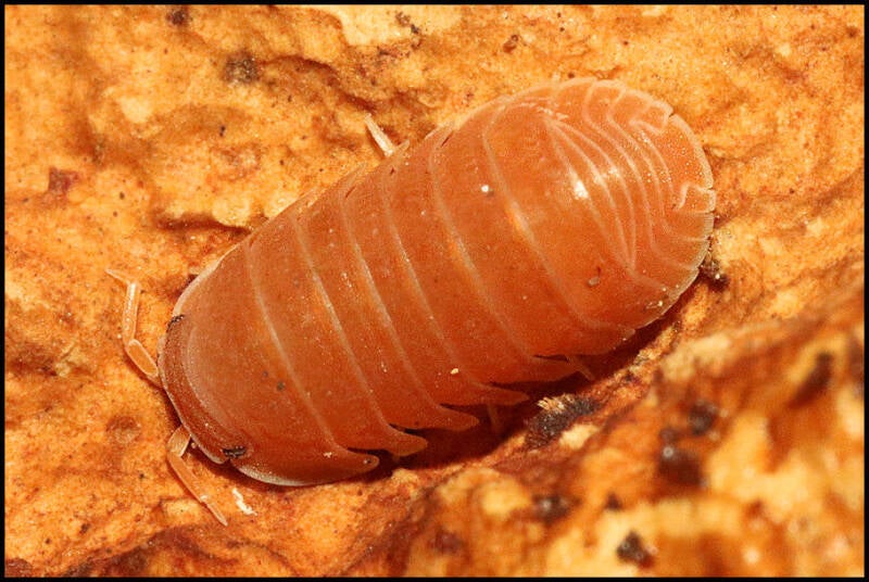 Cubaris murina 'mandarin'