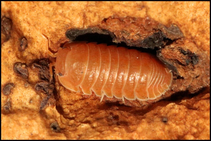 Cubaris murina 'mandarin'