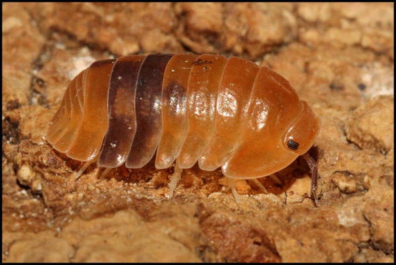 Cubaris spec. 'amber ducky'
