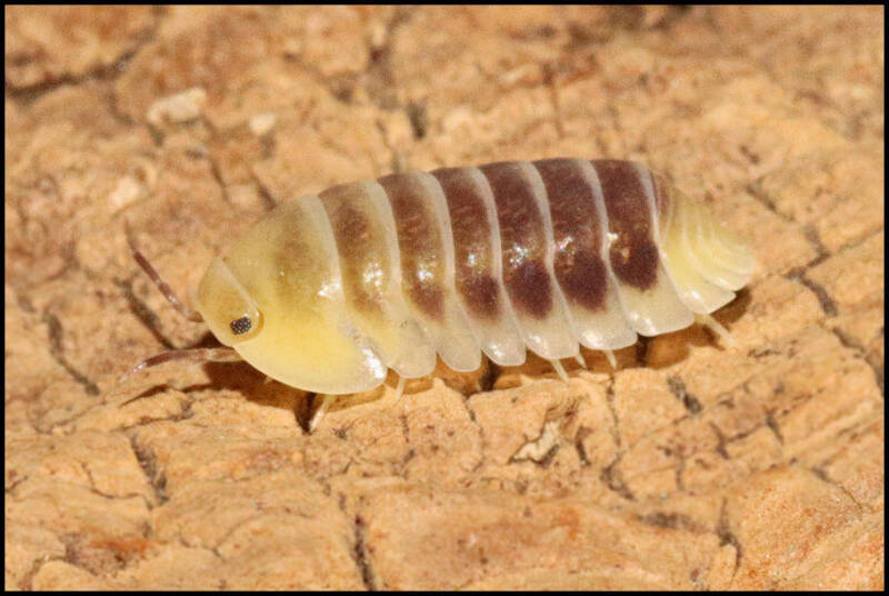 Cubaris spec. 'Jupiter'