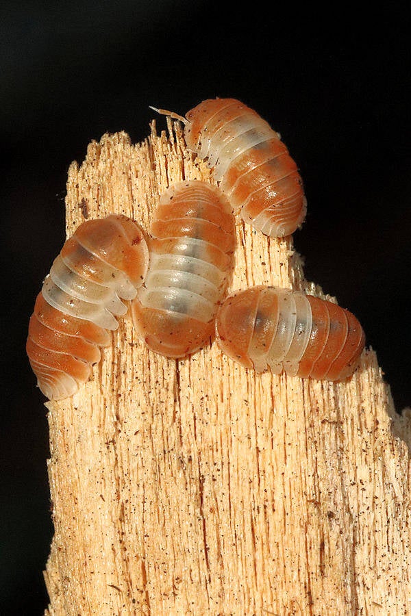 Cubaris spec. 'orange panda king'