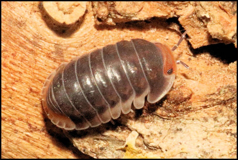 Cubaris spec. 'pak chong'