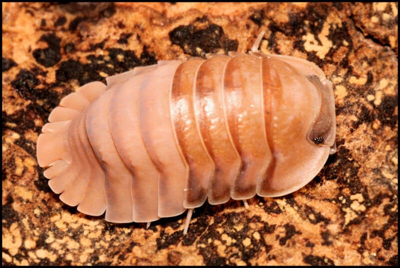 Cubaris spec. 'salmon'