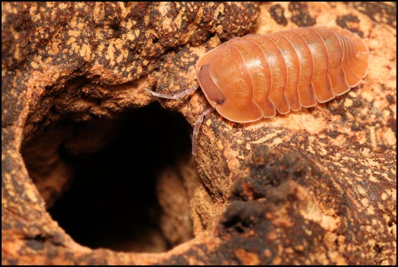 Cubaris spec. 'salmon'