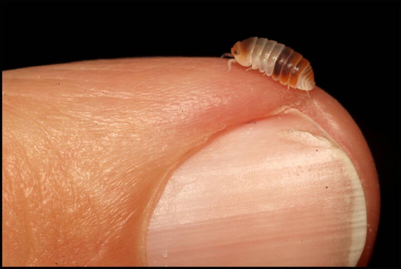 Cubaris spec. 'white shark'