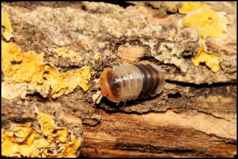 Cubaris spec. 'white shark'