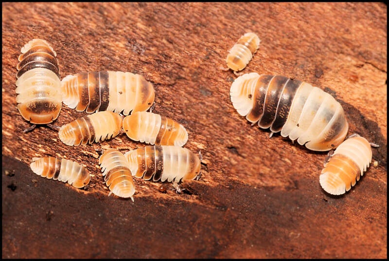 Cubaris spec. 'white shark'