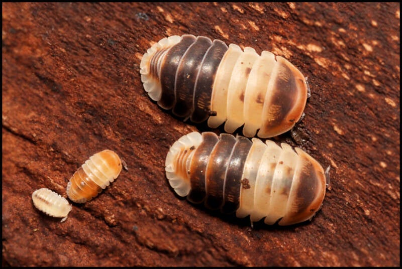 Cubaris spec. 'white shark'