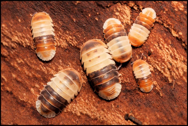 Cubaris spec. 'white shark'