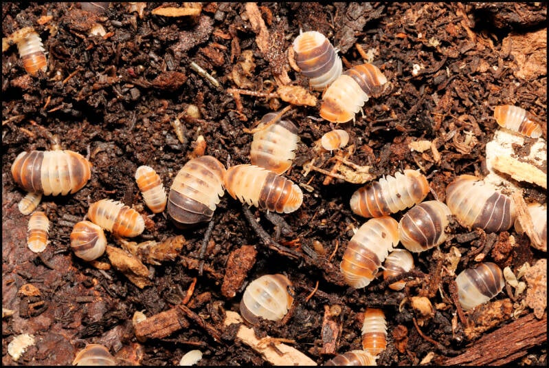 Cubaris spec. 'white shark'