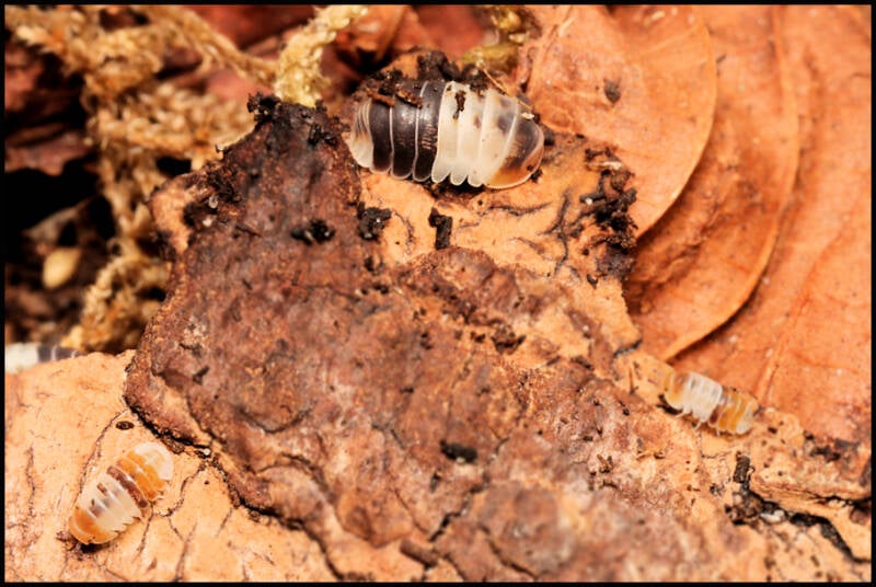 Cubaris spec. 'white shark'