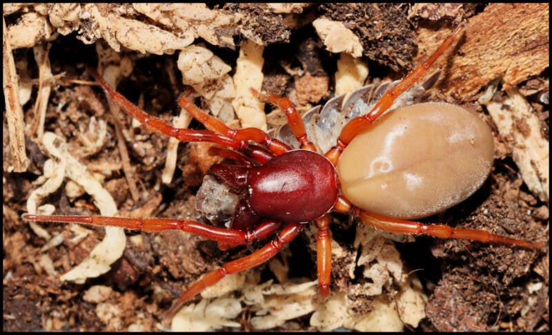 Dysdera crocata Pissebedspin of Roodwitte celspin