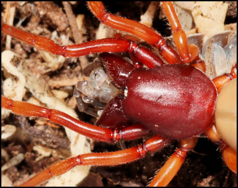 Dysdera crocata Pissebedspin of Roodwitte celspin