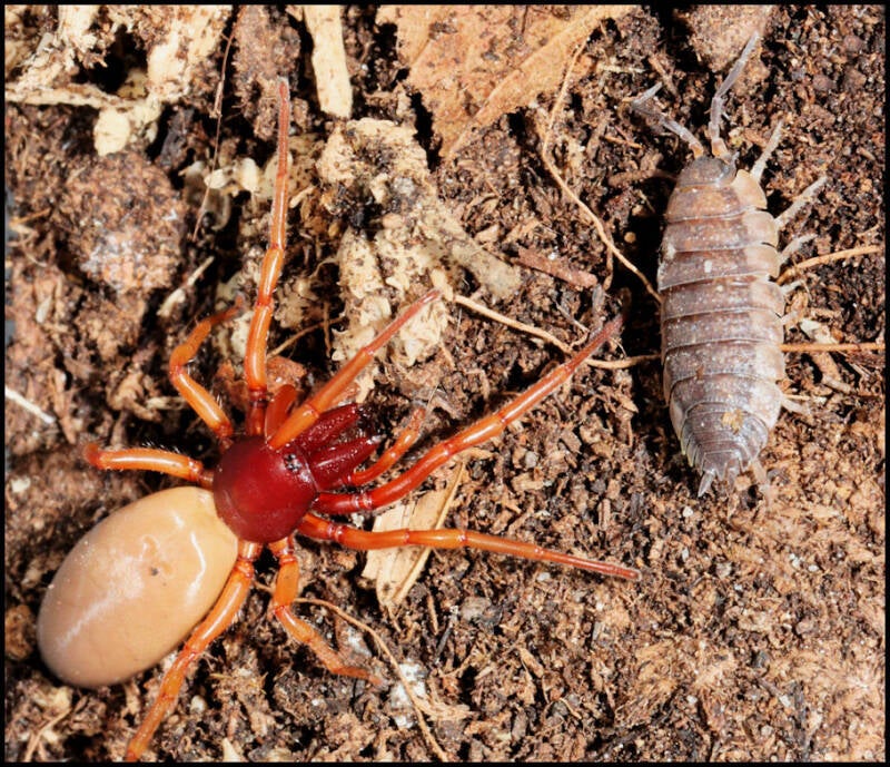 Dysdera crocata Pissebedspin of Roodwitte celspin