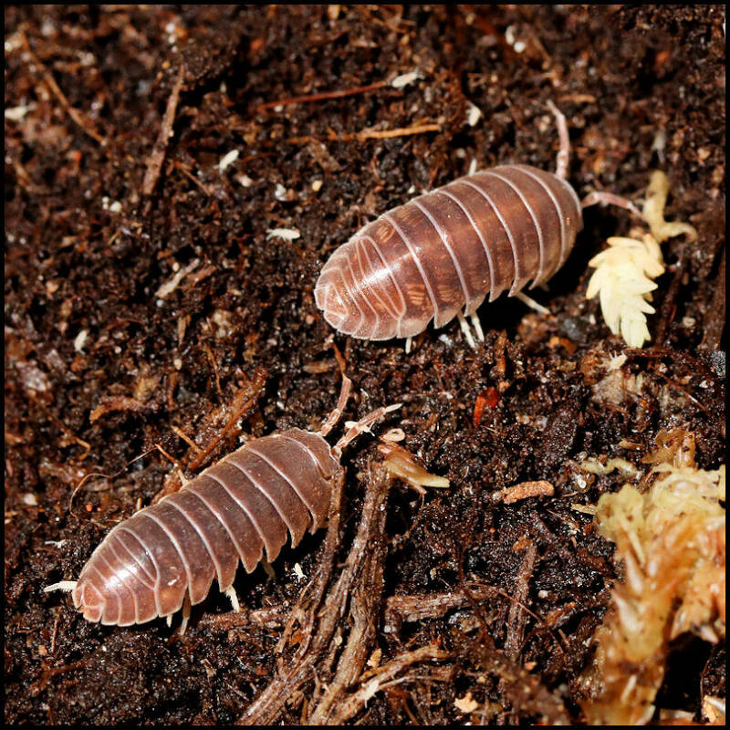  Deze soort is o.a. herkenbaar aan de ogen. Daar waar bij veel andere isopods de ogen bestaan uit een groepje oogbolletjes (ocelli), bestaat het oog bij Eluma caelata uit 1 oogbolletje.  Ook heeft E. caelata een donzig behaard lichaam en is dat bij de mee