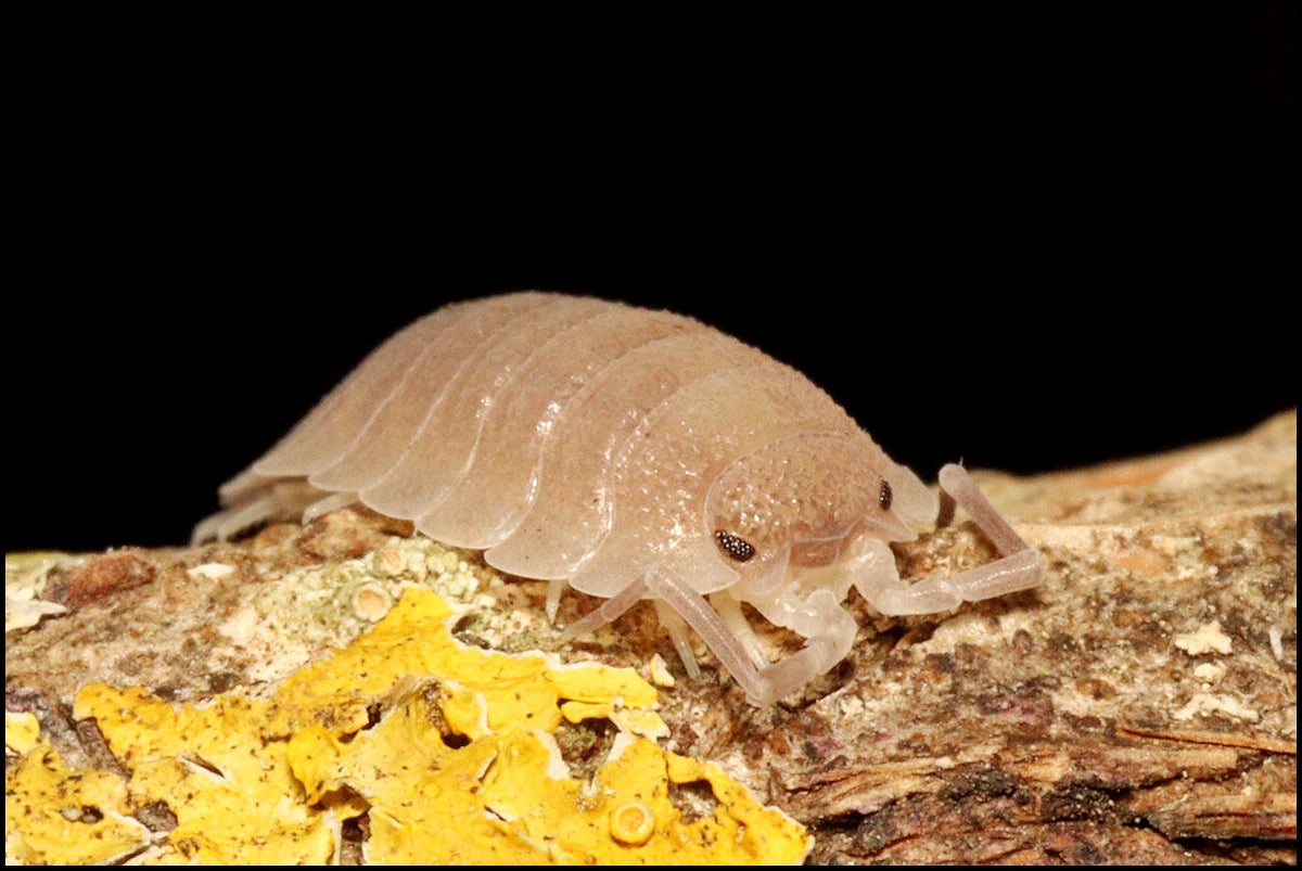 Porcellio baeticensis orange Lots de 10 main image 1