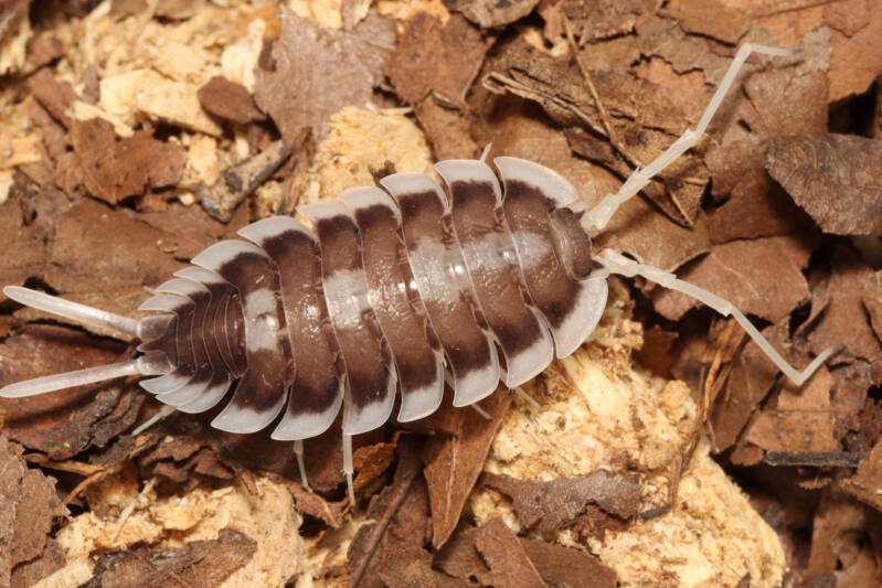Porcellio succinctus "pastel"