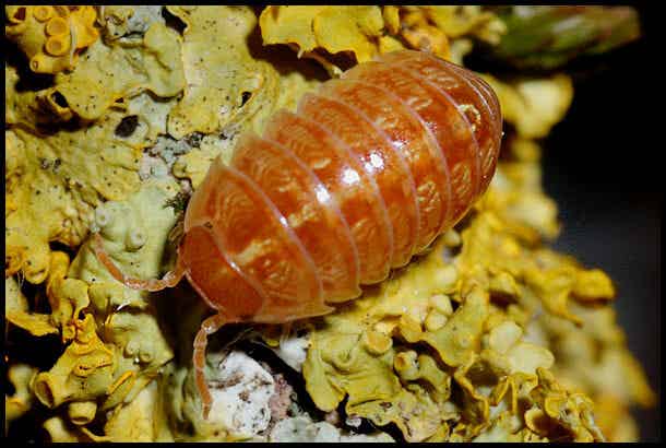 13 x Armadillidium vulgare "red-orange mix"