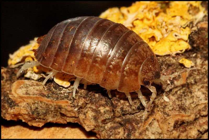 Leptotrichus panzeri