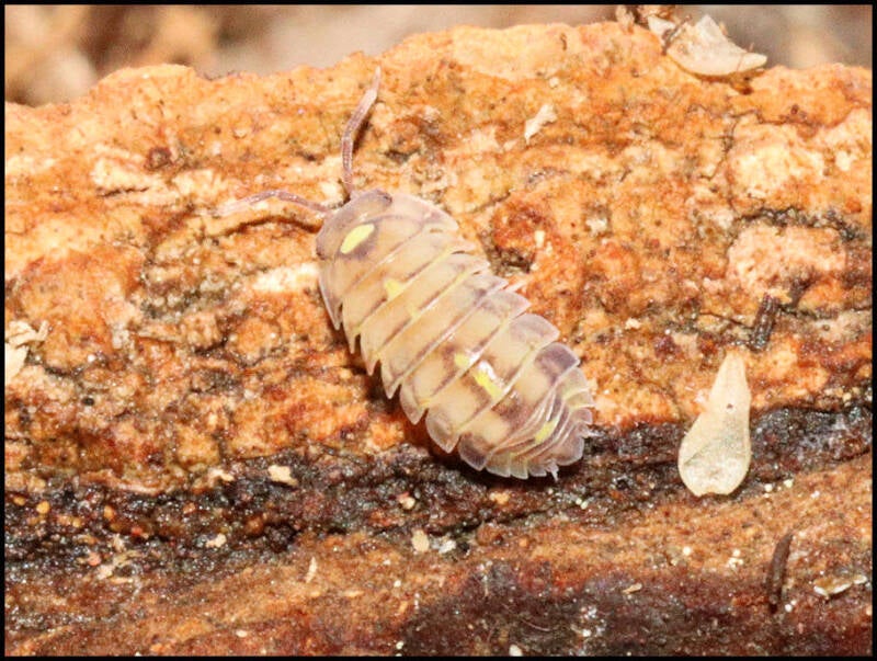 Merulanella spec. 'red diablo'
