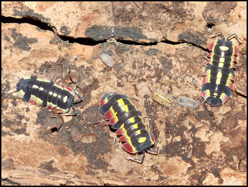 Merulanella spec. 'red diablo'