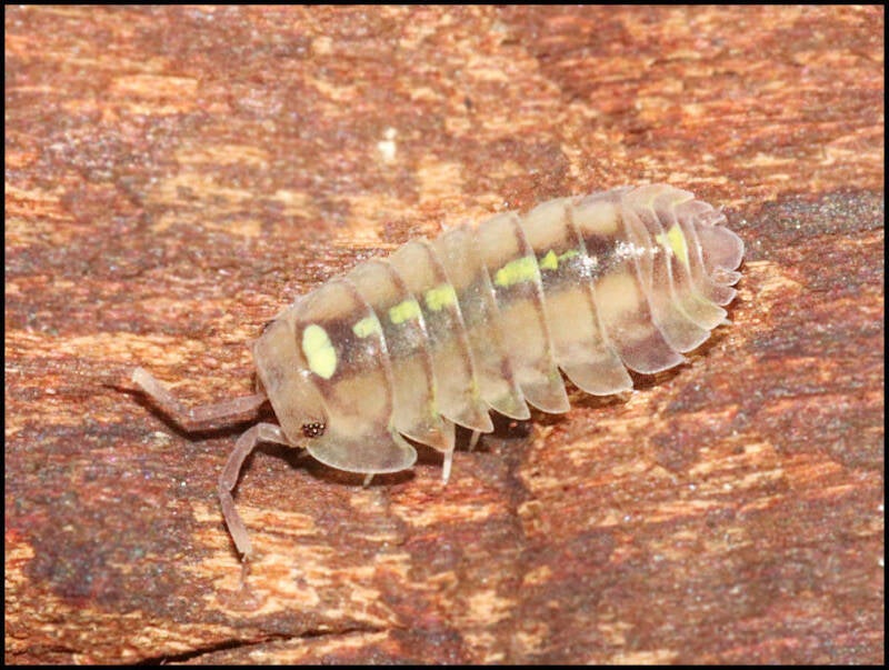 Merulanella spec. 'red diablo'