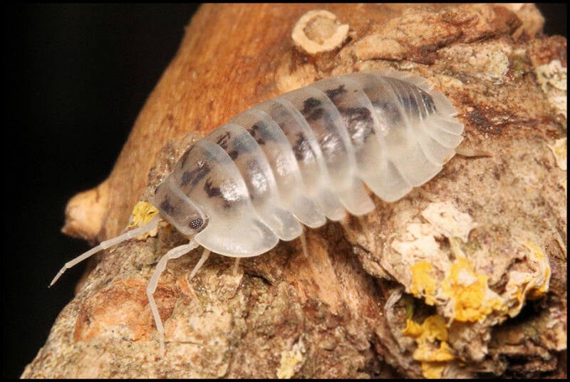 Nesodillo arcangelii 'Shiro Utsuri'