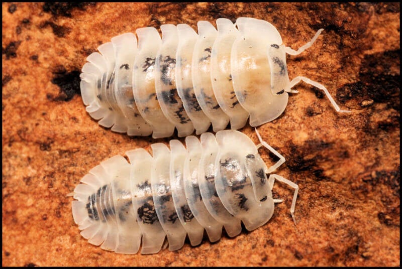 Nesodillo arcangelii 'Shiro Utsuri'