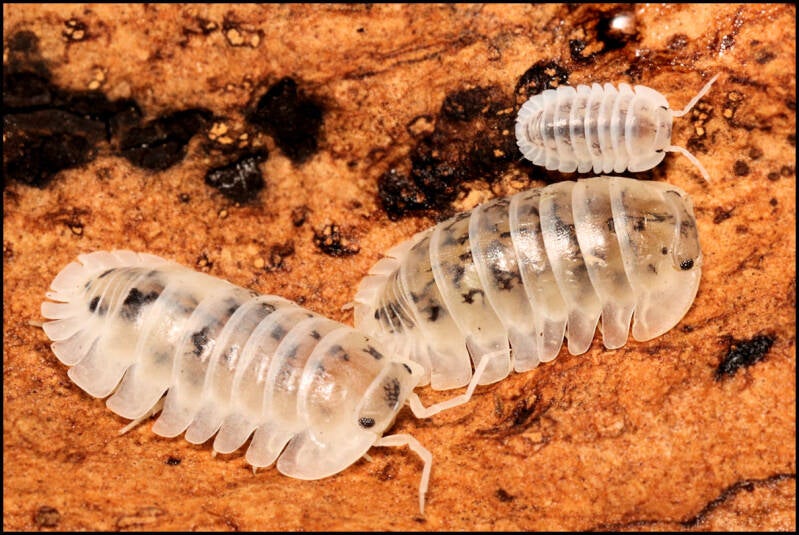 Nesodillo arcangelii 'Shiro Utsuri'