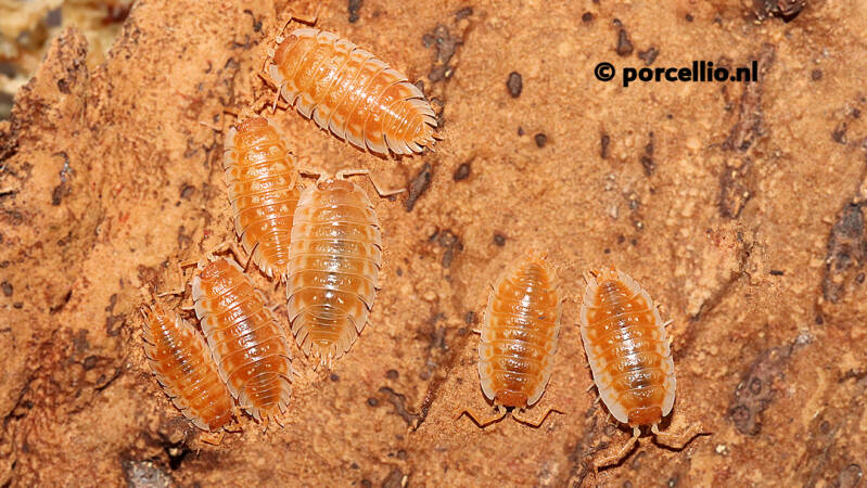Oniscus asellus 'orange'