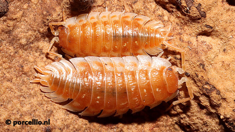 Oniscus asellus 'orange'