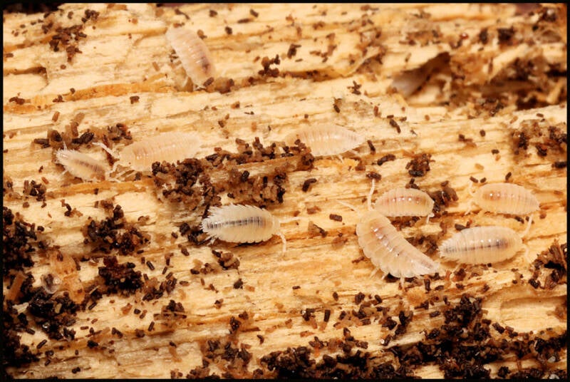 Platyarthrus hoffmannseggii