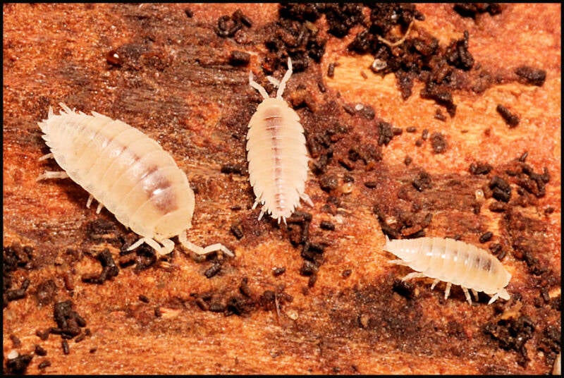 Platyarthrus hoffmannseggii