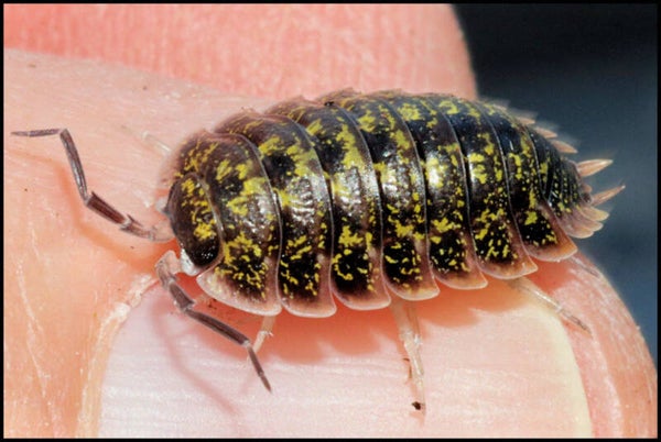 13 x Porcellio flavomarginatus "Crete"