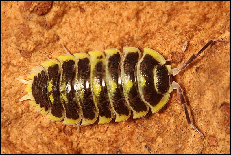 Porcellio flavomarginatus 'Datca'