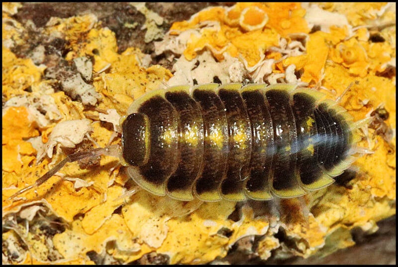 Porcellio flavomarginatus 'Datca'