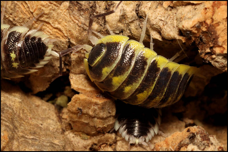 Porcellio flavomarginatus 'Datca'