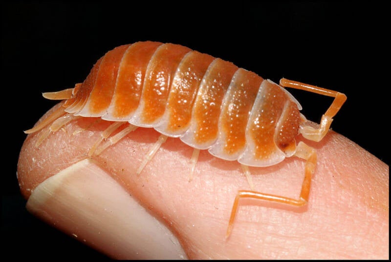 Porcellio hoffmannseggii 'orange'