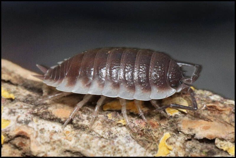 Porcellio hoffmannseggii  'Sevilla'