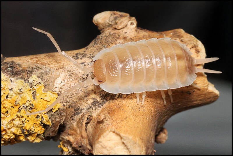 Porcellio hoffmannseggii 'Sevilla caramel'