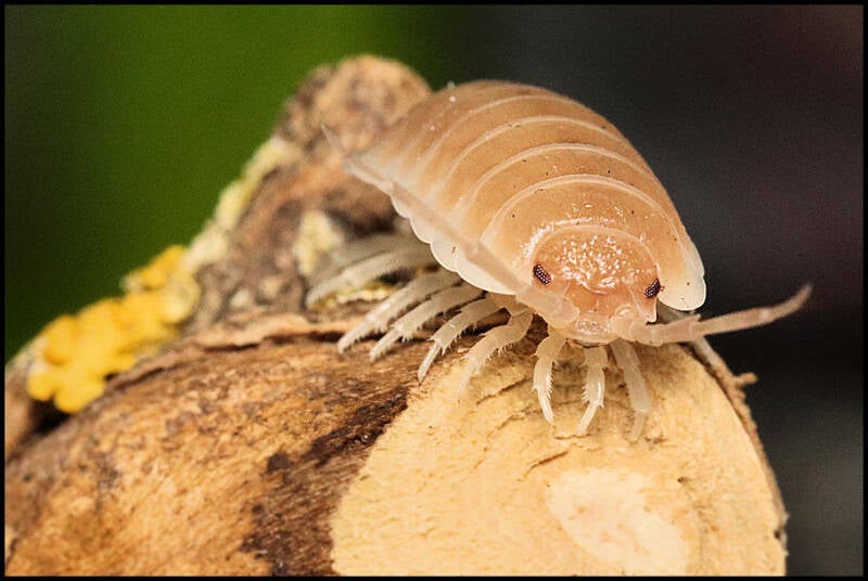Porcellio hoffmannseggii 'Sevilla caramel'