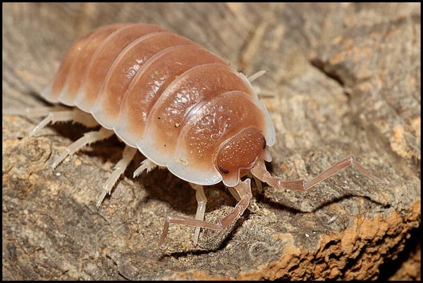 13 x Porcellio hoffmannseggii 'Sevilla caramel'