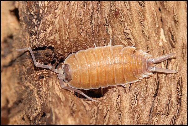 13 x Porcellio nicklesi 'Valencia'