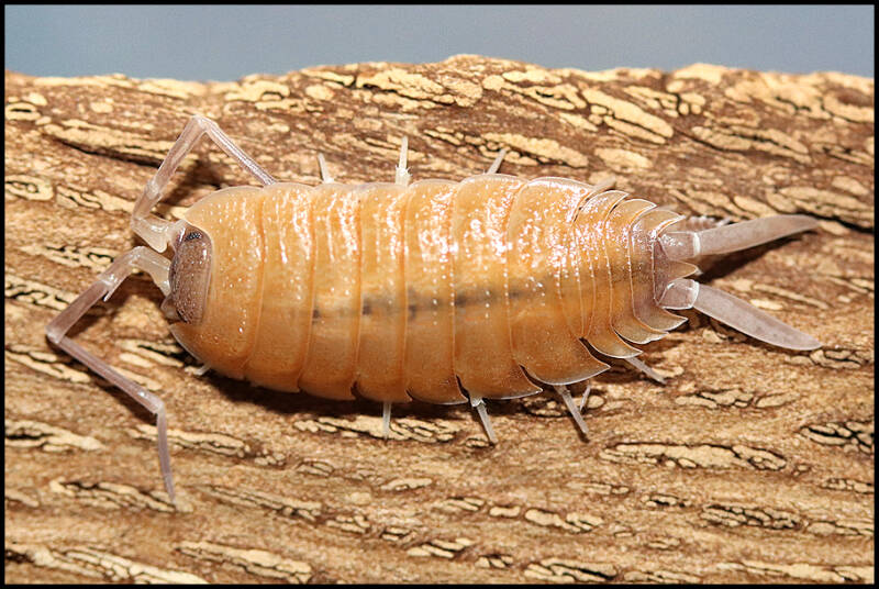 Porcellio nicklesi 'Valencia'