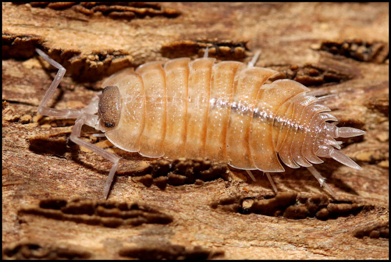 Porcellio nicklesi 'Valencia'