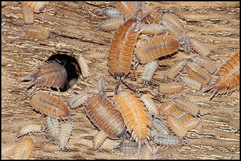 Porcellio nicklesi 'Valencia'